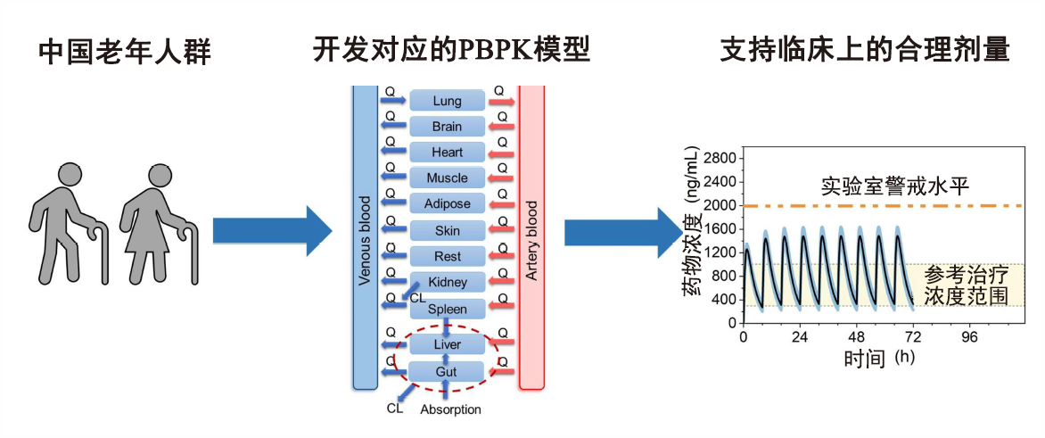 文章推荐 | 使用生理药代动力学PBPK模型支持中国老年人群的合理用药
