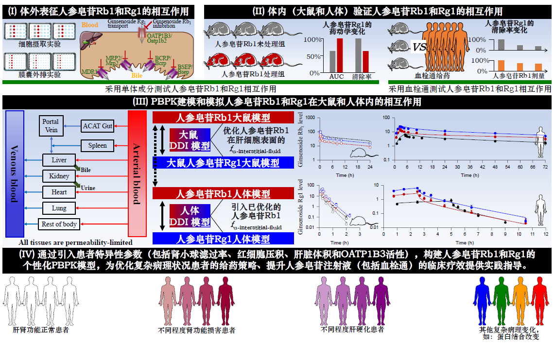 文章推荐 | “药动学-生物信息学”联用策略引导注射用人参皂苷的精准用药：以血栓通为例
